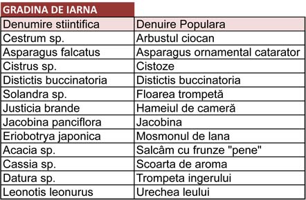 plante de iarna decorative