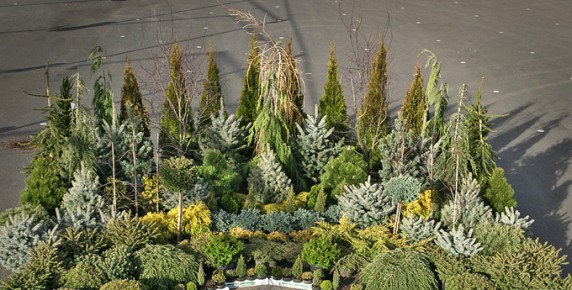 miniature conifers