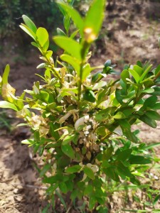 buxus-uscare