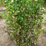 daunatori-buxus