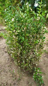 daunatori-buxus