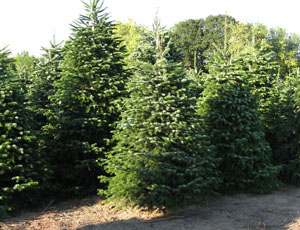 Abies Nordmanniana