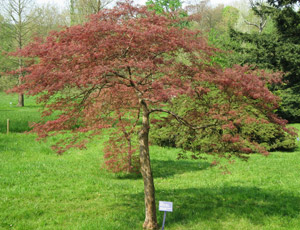 Acer Dissectum