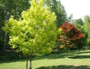 Acer Negundo Kellys Gold.JPG