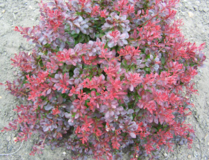 BERBERIS ATROPURPUREA NANA