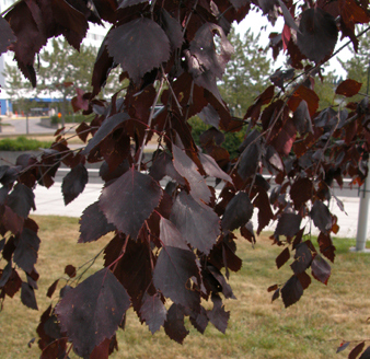 BETULA PENDULA PURPUREA