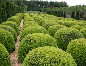 BUXUS GLOBULAR