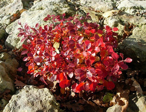 Berberis Rosu