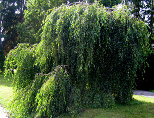 Betula Pendula Youngii