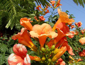 CAMPIS RADICANS FLORI