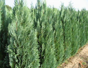 CHAMAECYPARIS LAWSONIANA 