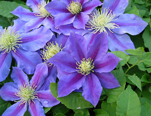 CLEMATIS