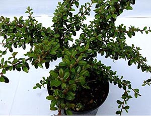 COTONEASTER BARCOACE