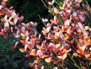 CYTISUS MULTICOLOR