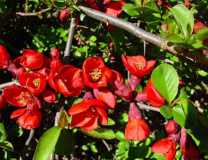 Chaenomeles Japonica