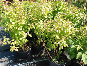 Cornus Mas 40 60cm.JPG