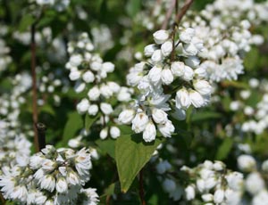 DEUTZIA SCARBA