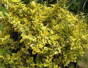 EUONYMUS FORTUNEI AURIU