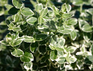 EUONYMUS FORTUNEI EMERALD GAIETY