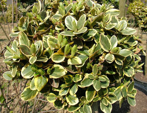 EUONYMUS FORTUNEI