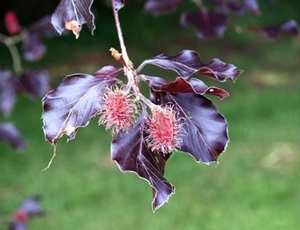 FAGUS SYLVATICA PURPUREA