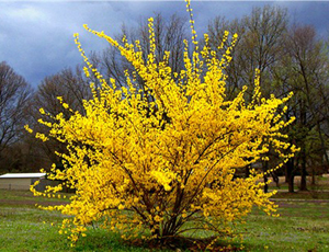 FORSYTHIA