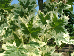 FRUNZE ACER DRUMMONDII