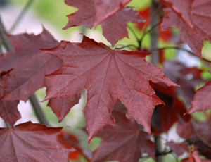 FRUNZE ACER PLATANOIDES ROYAL RED