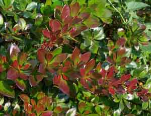 FRUNZE BERBERIS RED JEWEL