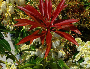 Floare Pieris Japonica