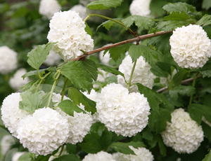 Flori Viburnum