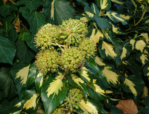 HEDERA HELIX GOLDHEART