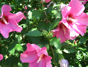 HIBISCUS SYRIACUS