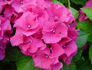 HORTENSIA