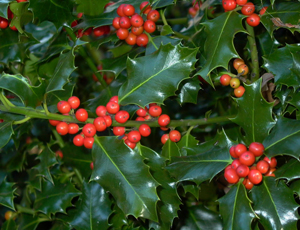 ILEX AQUIFOLIUM.JPG