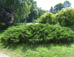 Ienupar Tarator Sabina Tamariscifolia