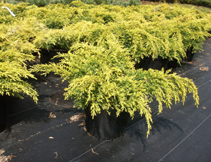 JUNIPERUS MEDIA GOLD STAR