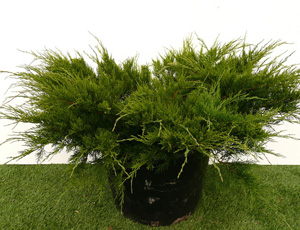 JUNIPERUS MEDIA MINT JULEP