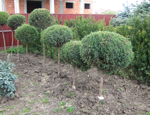 Juniperus Chinesis Stricta cu picior.JPG