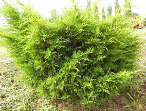 Juniperus Media Old Gold