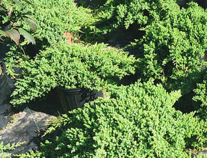 Juniperus Procumbens Nana