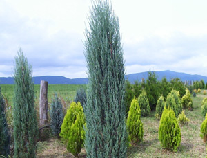 Juniperus Scopulorum Blue Arrow