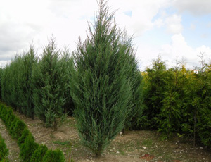 Juniperus Sky Rocket