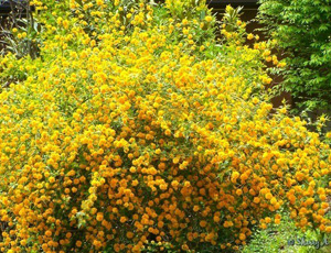 Kerria Japonica