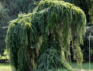 Larix Pendula