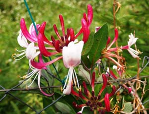 Lonicera Periclymenum Serotina