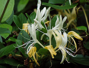 Lonicera Tellmanniana Alba