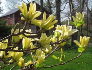 Magnolia Denudata Yellow River