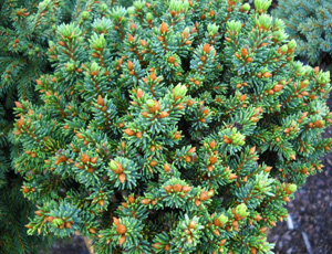 Picea Abies Echiniformis