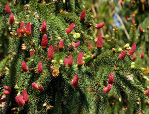 Picea Acrocana